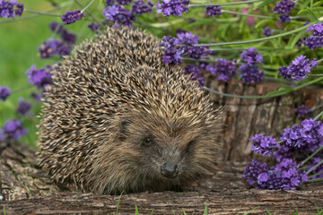Hedgehog in garden (Scientific name: Erinaceus Europaeus) wild, free roaming hedgehog, taken from a wildlife garden hide to monitor health and population of this favourite but declining mammal	