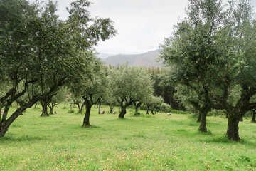 Agrotourism in a grove of olive trees on a clear Sunny day