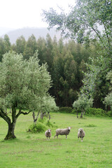 Obraz premium Sheep grazing peacefully among olive trees on a clear spring day