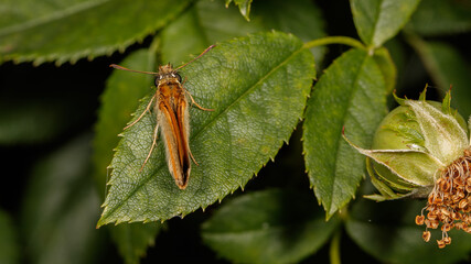 papillon Thymelicus sylvestris 