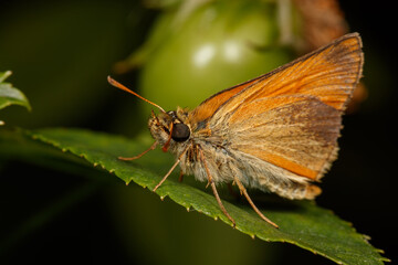 papillon Thymelicus sylvestris 