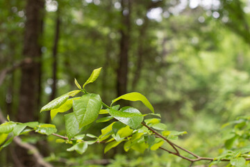 Branch of a tree in the forest with lush green foliage and forest bokeh background ~INTO THE FOREST~