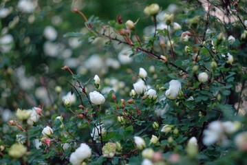 Branches of a tree with white flowers
