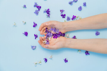 Fototapeta na wymiar blue flowers in hands on blue background. the concept natural cosmetics.