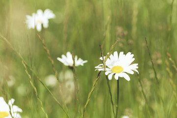 Nature background with wild flowers camomiles. Soft focus. Close up.
