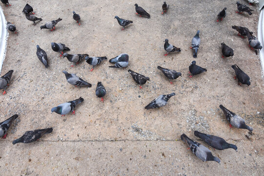 Group of pigeon on concrete floor.