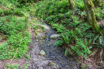 Park Trail Stream 2