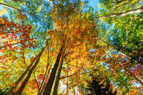 Looking up at colorful autumn  trees, with canopy of different colored leaves against the blue sky
