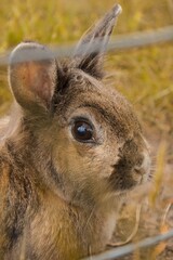 rabbit in a field