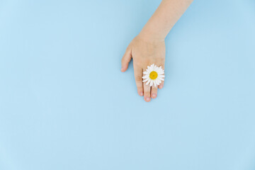 chamomile in kid hands on blue background. concept of natural cosmetics.