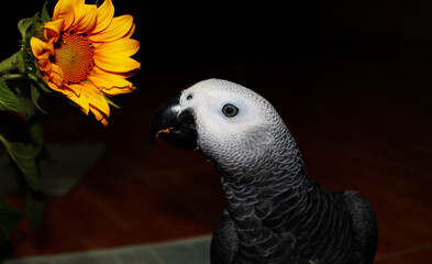parrot with sunflower