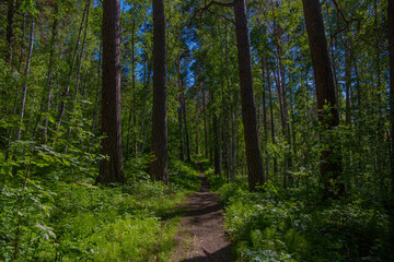 forest path among trees in an impenetrable forest