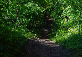 forest path among trees in an impenetrable forest