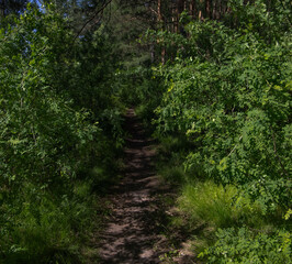 Obraz premium forest path among trees in an impenetrable forest