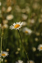 Detail of daisy flowers. Spring flower close up.Wonderful fabulous daisies on a meadow in spring. Spring blurred background.Blooming white daisy selective focus.Romantic bright wallpaper