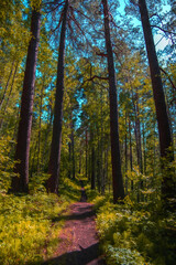 forest path among trees in an impenetrable forest
