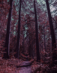 forest path among trees in an impenetrable forest