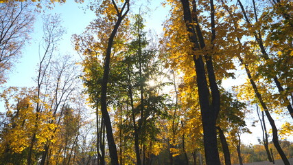 Fototapeta premium View to tree tops with yellow maple leaves and sky at background. Colorful foliage on trees gently swaying in wind. Bright sun shining through lush wood branches. Slow motion Low angle view