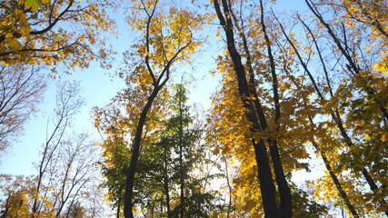 View to tree tops with yellow maple leaves and sky at background. Colorful foliage on trees gently swaying in wind. Bright sun shining through lush wood branches. Slow motion Dolly shot