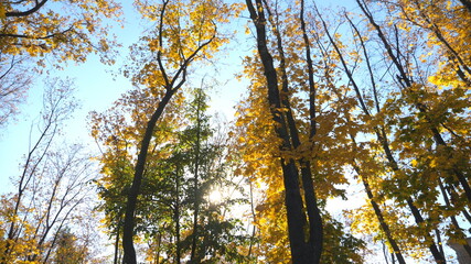 View to tree tops with yellow maple leaves and sky at background. Colorful foliage on trees gently swaying in wind. Bright sun shining through lush wood branches. Slow motion Low angle view