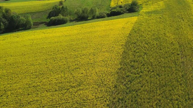 Birds Eye View Of Rural Farmland With Variety Of Green And Yellow Crops In Early Summer. 