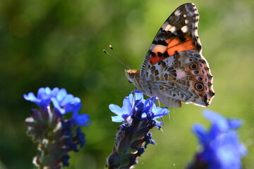 Ein Admiral Edelfalter beleuchtet von der Sonne sitzt auf eine blaue Blüte die ebenfalls von der Sonne erhellt wird. 