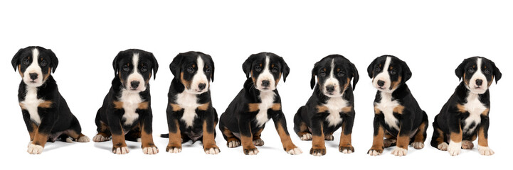 Panorama of seven Appenzeller Mountain Sennen Dog pups sitting isolated against a white background