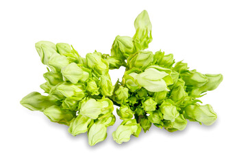 Cowslip creeper isolated on white background with clipping path