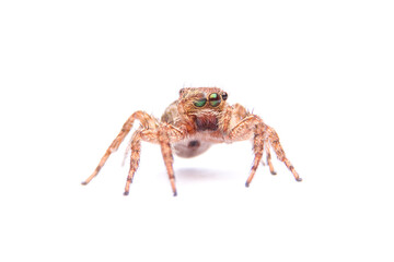 jumping spider isolated on white background.