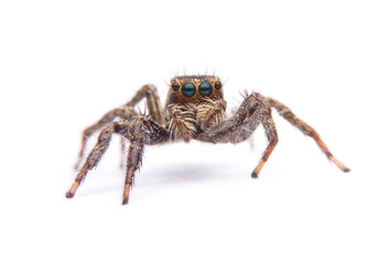 Small jumping spider isolated on white background.