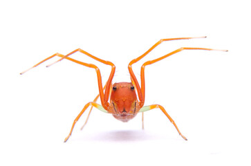 Amyciaea forticeps- Ant-like Crab Spiders  isolated on white background.