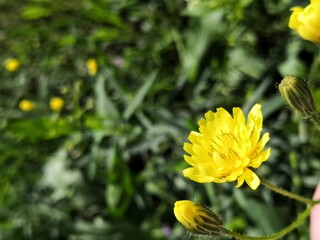 A dandelion photographed close. Macro shot. Sunny yellow flower. Green grass. Background.