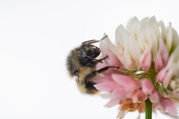Close up of Honey Bee on White Dutch Clover Flower