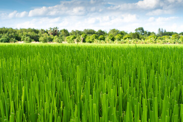 Green rice field and sky background