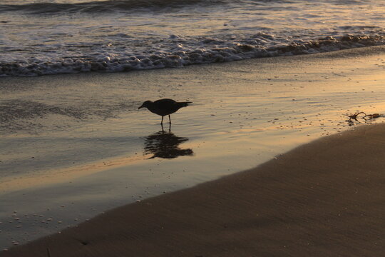 uccello sulla spiaggia
