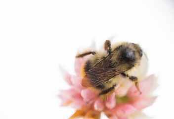 Close up of Honey Bee on White Dutch Clover Flower