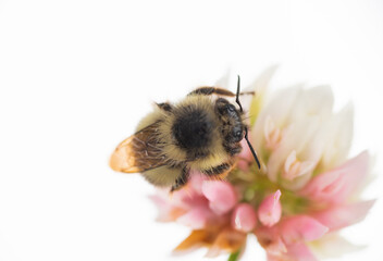 Close up of Honey Bee on White Dutch Clover Flower