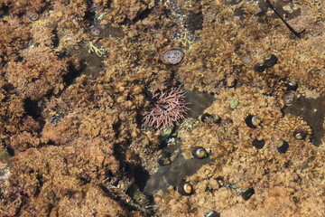 Anemoni di mare