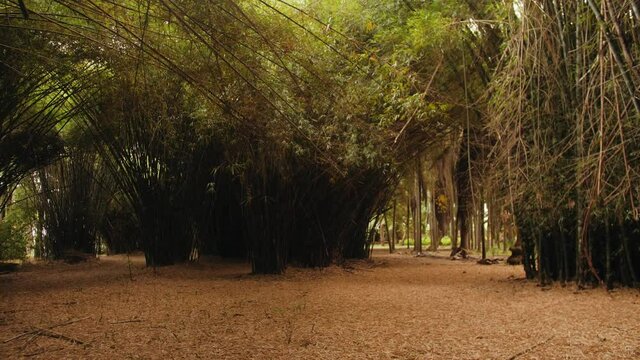 autumn in the forest