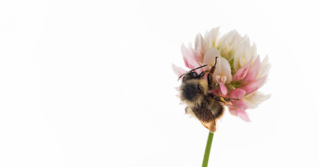Close up of Honey Bee on White Dutch Clover Flower © Anna Hoychuk