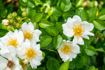 原種のバラ、日本の野いばら/テリハノイバラ