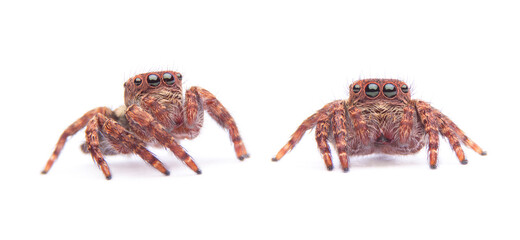 jumping spider isolated on white background.