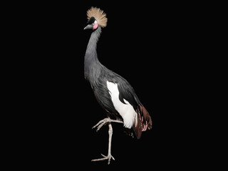 Crowned Crane is standing on one pogue on a black background.