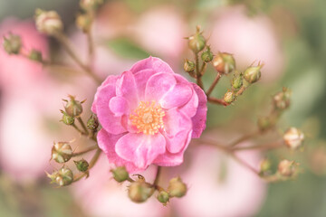 Fototapeta na wymiar Rosa canina, dog rose close up flower.