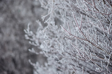 trees in hoarfrost medium and close-up for the background
