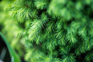 spruce thuja close-up with dew drops