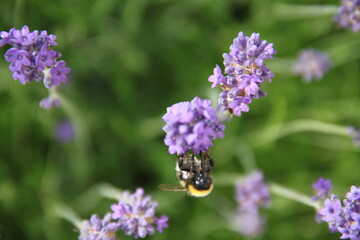 Hummingbird hawk-moth in flight on lavender flowers
