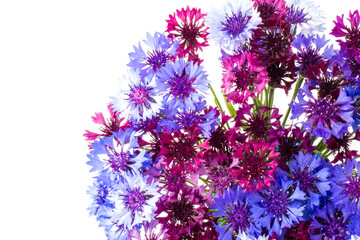 Bouquet of blue cornflowers isolated on white background. Space for text