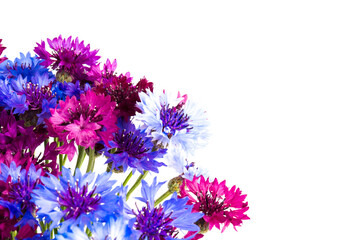 Bouquet of blue cornflowers isolated on white background. Space for text