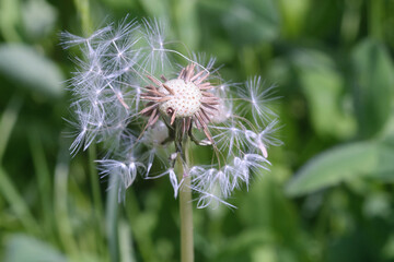 Dandelion close-up, top view